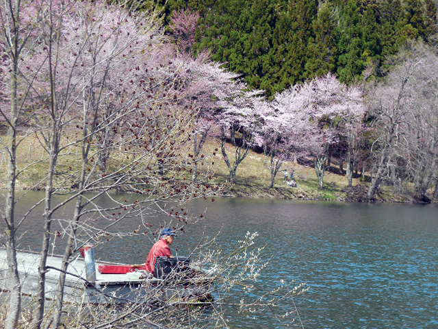 桜咲く季節の釣り人