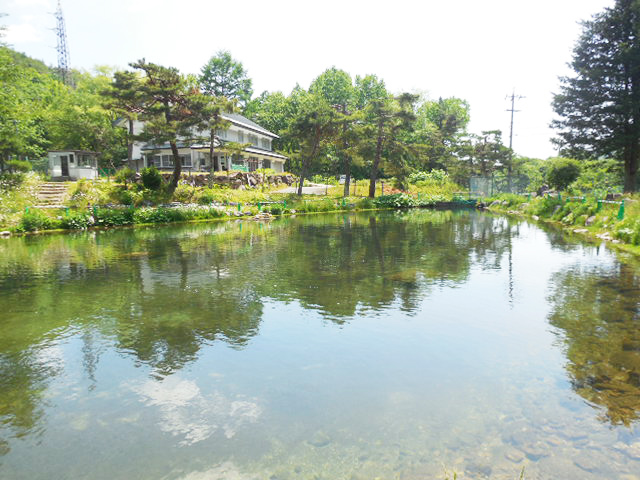 イワナの池