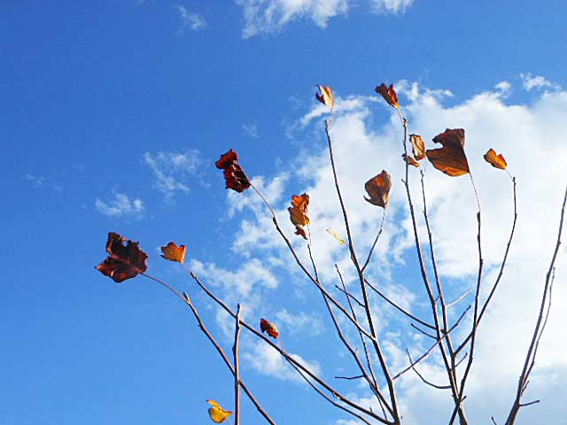 枯れ葉と雲