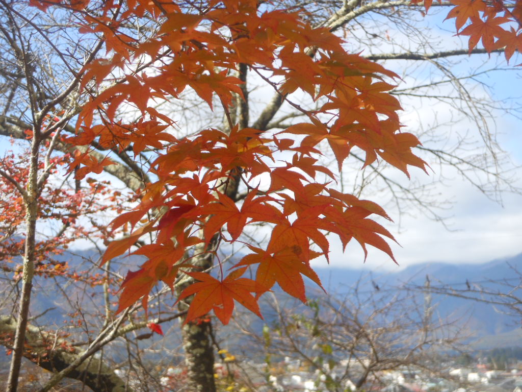 かえで